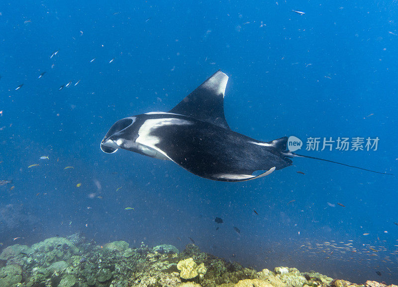 远洋蝠鲼(Manta birostris)游过清洁站。在世界自然保护联盟的红色名单中，这些优雅的动物正在成为野外罕见的景象。